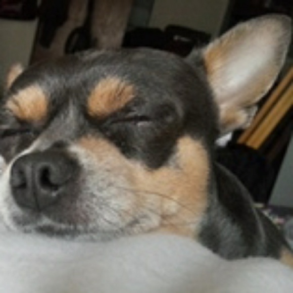 Meet your Posher, Sheena - Picture 2 of 2